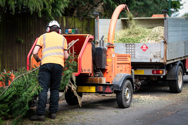 The Steps Involved in Our Tree Care Process in Hansen, ID